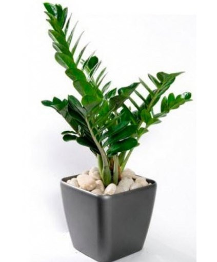 1. Mệnh Kim Người mệnh Kim mang tính cách mạnh mẽ, dữ dội đi kèm với sự nóng nảy. Những màu sắc may mắn của người mang mệnh này bao gồm: trắng, vàng và nâu, màu giải hạn là xanh mộc (xanh lá cây). Do vậy, trồng cây cảnh trong nhà là rất cần thiết cho những người mang mệnh Kim nhằm giải hạn, cân bằng cuộc sống, mang lại sức khỏe tốt. Người mệnh Kim có thể chọn các loại cây có lá ánh vàng, hoa vàng... hoặc kết hợp các loại cây xanh thuộc hành Thổ. Cây hợp mệnh bao gồm:Kim Ngân, Kim Tiền, Phất Lộc.