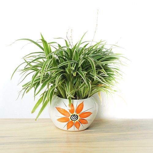 3. Mệnh Thủy Người mệnh Thủy đa phần ôn hòa và khéo léo. Họ mang sức mạnh lớn lao bên trong con người mình. Do vậy, trồng các loại cây xanh có dáng vẻ mềm mại sẽ phù hợp với người mệnh Thủy. Ngoài ra, các loại cây thuộc hành Kim cũng mang ý nghĩa tương sinh đối với người mệnh Thủy, chẳng hạn như: Thường Xuân, Dương Xỉ, Lan Hồ Điệp, Cỏ Chi Lan.