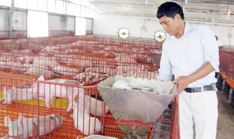 Ông Nguyễn Trọng Long tham quan khu chuồng lợn.