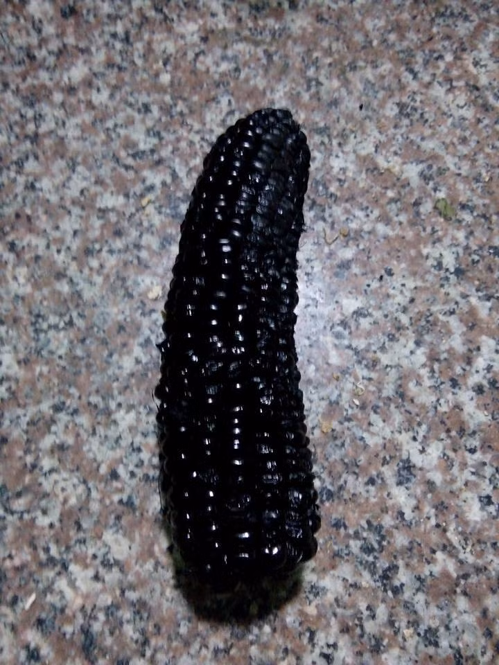 Chỉ sau ít giờ đăng tải, bức ảnh đã thu hút tới gần 3000 lượt like và hàng trăm bình luận thú vị. Có thể thấy, chủ đề về “gái đảm tạo thảm họa nấu ăn” thực sự khiến chị em vô cùng quan tâm, thích thú. Câu chuyện về món ngô cháy này làm người ta nhớ đến mới đây, cũng trên mạng xuất hiện một lời tâm sự của cô vợ đảm đi kèm với hình ảnh về món: thịt rang cháy cạnh.