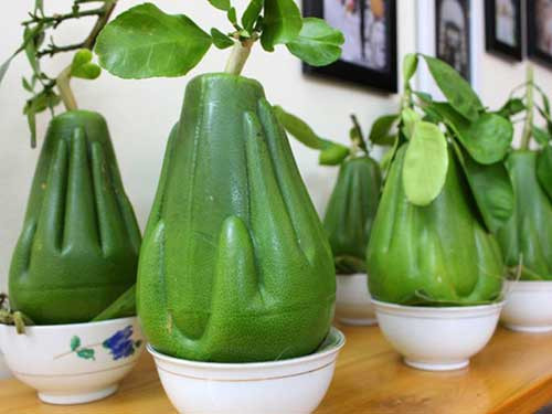 Bưởi bàn tay Phật hút khách Ngoài bưởi hồ lô, bưởi bàn tay Phật tuy xuất hiện từ trước đó nhưng vẫn là một trong số những loại quả hút khách bởi tạo hình siêu độc đáo. Quả bưởi xanh thuôn dài, có bàn tay úp trên vỏ bưởi, thường chỉ để bày, thắp hương chứ không ăn. Theo đó, mới vào dịp Tết Nguyên đán năm ngoái, bưởi bàn tay Phật (hay còn gọi là bưởi “Lễ Cát Tường”) được bày bán khiến nhiều người tò mò, thích thú mua về. Bưởi này được trồng ở các tỉnh miền Tây như Trà Vinh, Vĩnh Long rồi vận chuyển ra ngoài Hà Nội bán với giá 600.000 đồng/quả.