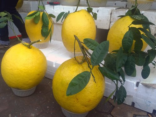 Bòng Kỳ Đà khổng lồ chưng Tết cầu lộc Quảng vàng bóng bẩy, lộc xanh non, có nguồn gốc từ Tuyên Quang, loại bòng Kỳ Đà khổng lồ này thường được bày bán dọc tuyến đường Bưởi, Lạc Long Quân, Âu Cơ hay quanh khu vực hồ Linh Đàm từ dịp 23 tháng Chạp. Theo nhiều người quan niệm, quả bòng vàng thể hiện phúc lộc viên mãn, được bọc bởi nải chuối tượng trưng cho bàn tay ngửa bao bọc, đem lại bình an thịnh vượng cho gia chủ. Vì thế, khi quả Kỳ Đà vừa xuất hiện tại các cửa hàng, đã có nhiều người hỏi mua về thắp hương, hoặc biếu họ hàng, bạn bè. Chủ một cửa hàng hoa quả bán loại bòng này cho biết, trung bình một ngày cửa hàng bán được 50 quả với giá 1,5 triệu đồng loại to đẹp, cuống có lá lộc. Nếu khách mua nhiều còn 1 triệu đồng một quả.