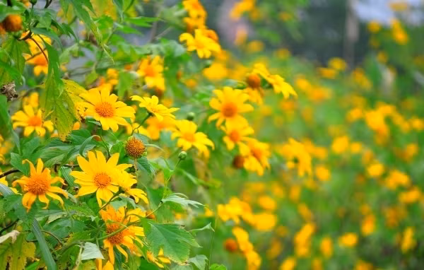 Thien duong trai nghiem mua dong chuan nhat Viet Nam-Hinh-6