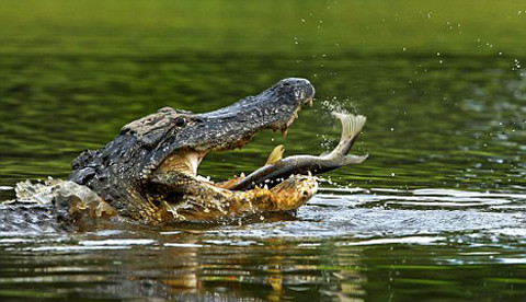 5 loai dong vat giet nguoi nhieu nhat hanh tinh-Hinh-5