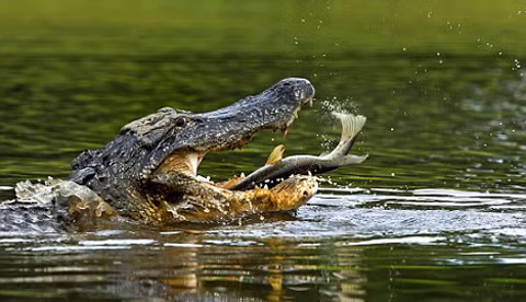 5 loài động vật giết người nhiều nhất hành tinh - Hình 5 5 loai dong vat giet nguoi nhieu nhat hanh tinh-Hinh-5