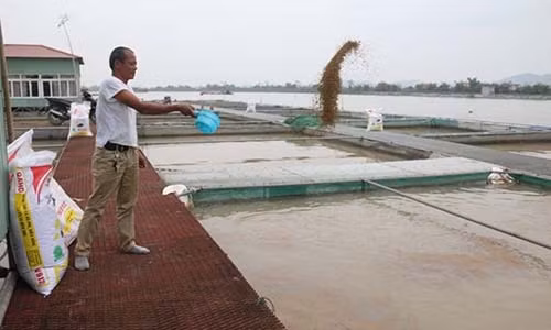 Thanh ty phu nho nuoi loai ca... lam thi phi