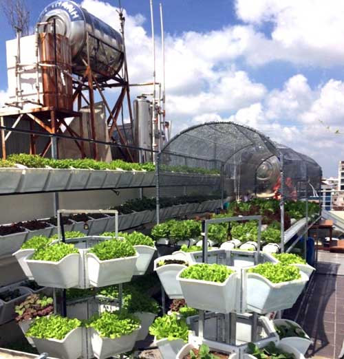 Nguoi sai Thanh dau tu tram trieu tu trong rau sach