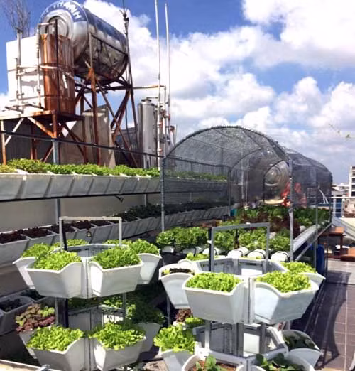 Nguoi sai Thanh dau tu tram trieu tu trong rau sach