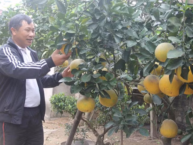 Bưởi Diễn VietGAP Lương Phong được mùa, được giá, song vẫn không đủ để bán. Ảnh: V.T