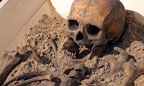 Tan muc bo xuong cua ma ca rong cach day 500 nam