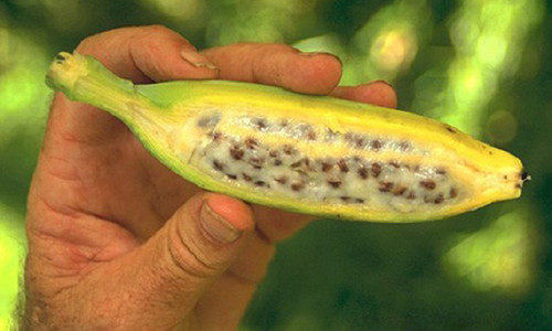 Bai thuoc dan gian “quy hon vang” se theo ban ca doi