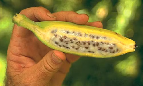 Bai thuoc dan gian “quy hon vang” se theo ban ca doi