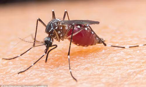 Thu nghiem vac xin phong chong can benh giet chet rat nhieu nguoi