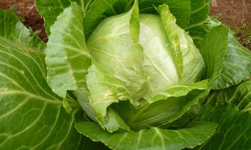 Bắp cải có chứa rất nhiều các chất có hoạt tính chống ung thư.