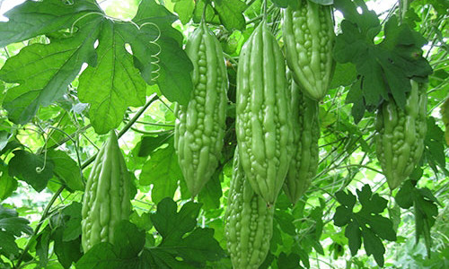 Can trong khi an muop dang neu khong muon chet nguoi!