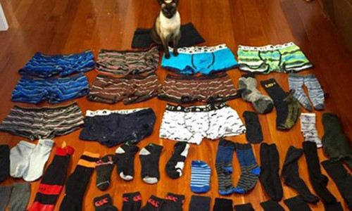 La ki co meo thich an trom do lot dan ong