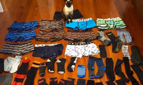 La ki co meo thich an trom do lot dan ong