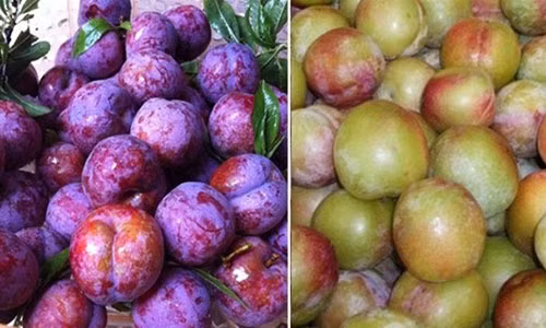 Tuyet chieu phan biet man Trung Quoc va man Viet Nam