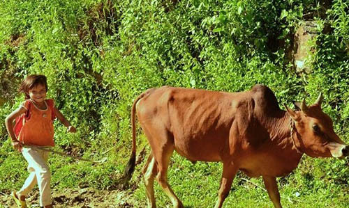 Quang Nam Nghi van be 9 tuoi bi bat coc khi di chan bo