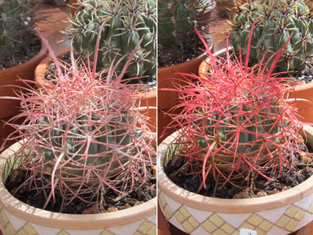 Cây xương ở trạng thái bình thường và khi đổi màu.