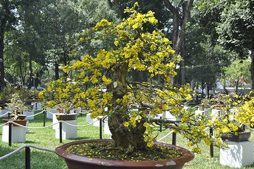 Cây mai hơn 200 năm tuổi có giá 2,5 tỉ đồng.