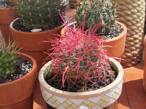 Sau khi được tưới nước, cây xương rồng hấp thụ và chuyển sang màu đỏ thẫm.