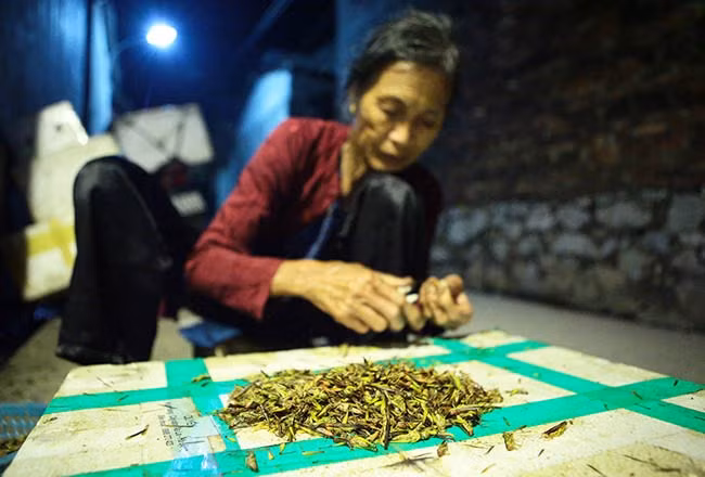 Công việc vặt càng châu chấu được người dân làng Thụ làm từ 19h tới nửa đêm. Có những hôm nhiều nơi đặt hàng thì cả làng lại thức trắng cả đêm để kịp giao hàng.