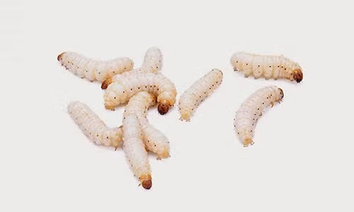 Gioi co the ngan chan “tham hoa” khang thuoc khang sinh