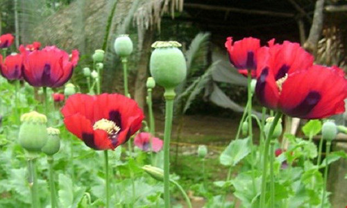 Hoa anh túc dường như không còn ở Việt Nam nhưng mọi người vẫn đổ xô đi mua mật ong hoa thuốc phiện mà không hề quan tâm hàng giả hay thật.