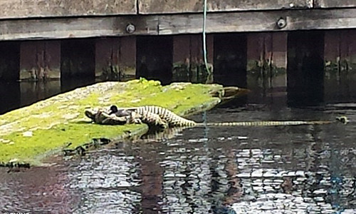 La het khung khiep...nhin nham dong day thanh ca sau