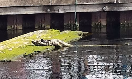 La het khung khiep...nhin nham dong day thanh ca sau