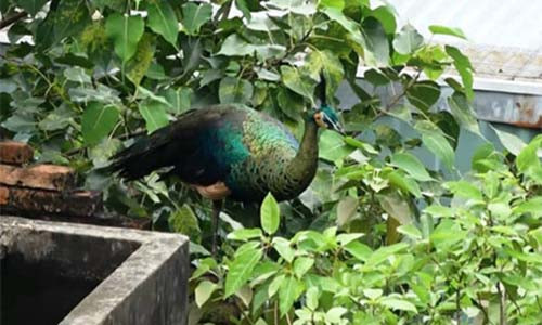 Con chim công trống khá lớn đứng trên nóc nhà nhiều giờ.