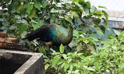 Con chim công trống khá lớn đứng trên nóc nhà nhiều giờ.