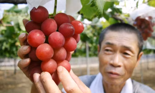 Chum nho dat nhat the gioi, gia hon 200 trieu co gi dac biet?