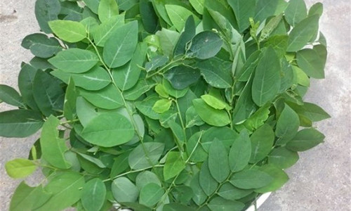 Rau ngót ngon và sạch có màu xanh lá mạ, rau mọc không được đều lá, có một vài lá bị sâu đục. Trong khi đó, bạn nên tránh mua rau ngót có màu xanh sẫm, lá quá non, đều nhau, không có lá nào bị sâu đục lá.