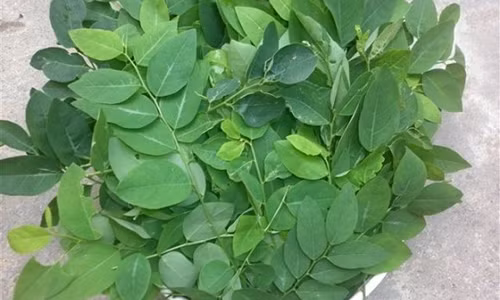 Rau ngót ngon và sạch có màu xanh lá mạ, rau mọc không được đều lá, có một vài lá bị sâu đục. Trong khi đó, bạn nên tránh mua rau ngót có màu xanh sẫm, lá quá non, đều nhau, không có lá nào bị sâu đục lá.