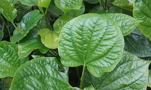 Bị bệnh này chỉ cần dùng lá lốt là chữa khỏi Bi benh nay chi can dung la lot la chua khoi