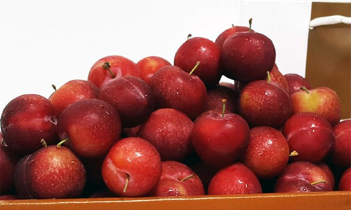 Mận Mỹ được cho là dễ ăn hơn vì ngọt và ăn cực giòn.