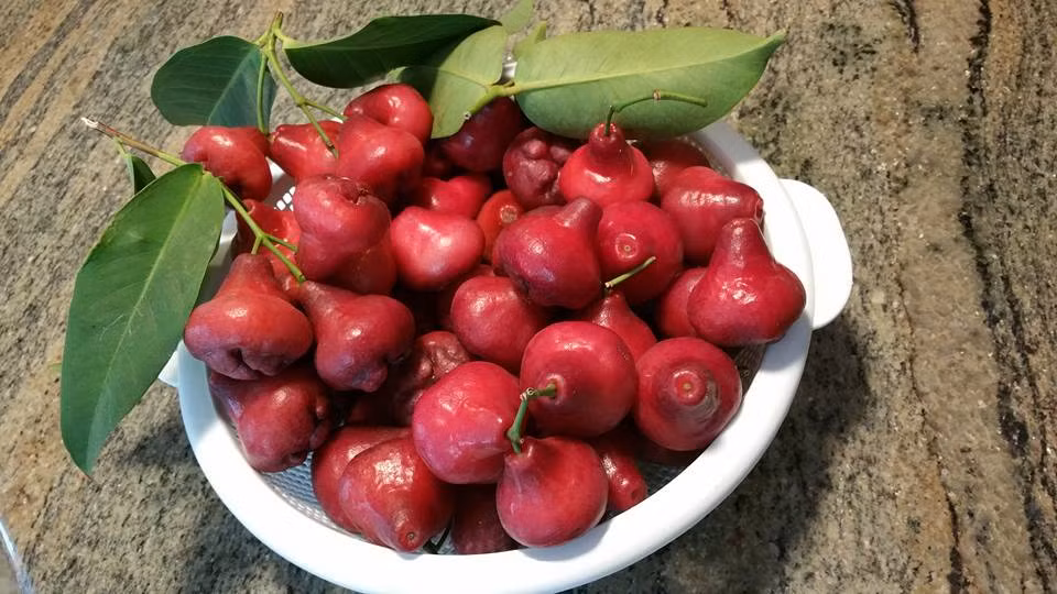 Những trái cây quen thuộc ở Việt Nam được trồng trong khu vườn tại Mỹ của ca sĩ Lệ Thu. Ảnh FBNV