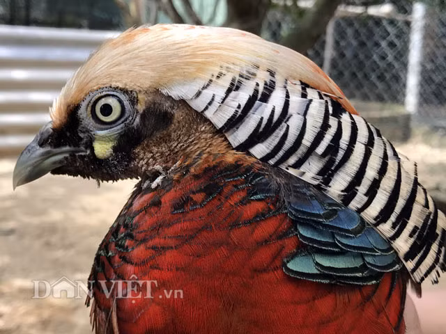 Với bộ lông đẹp và thuộc loại quý hiếm, giá bán của số vật nuôi cảnh này khá đắt: Chim trĩ 7 màu (2 năm tuổi, có trọng lượng từ 0,9-1,1kg/con) giá bán khoảng 12 triệu đồng đồng/cặp; đối với loại 6-8 tháng tuổi thì rẻ hơn, khoảng 4 triệu đồng/cặp; gà lôi khoảng 10 triệu đồng/cặp.