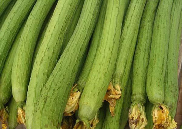 Ngoài ra, mướp chứa vitamin B nên mướp ngăn ngừa lão hóa, vitamin C làm trắng da, vừa có giá trị dinh dưỡng, vừa có tác dụng chữa bệnh.