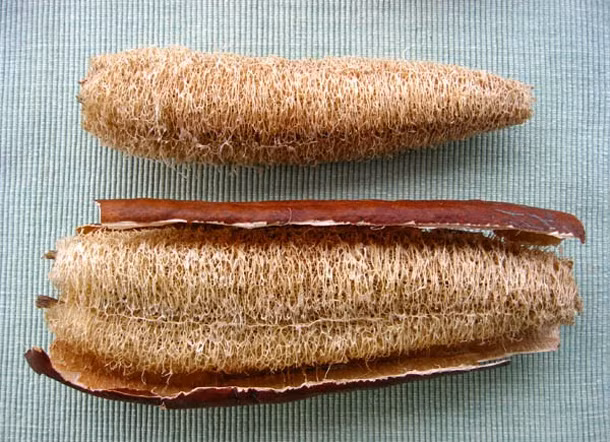 Trong chương trình Ngon và lành (VTC14), Lương y Nguyễn Văn Hiền, phòng khám chuẩn trị y học cổ truyền Nghệ An, cho biết: "Mướp có rất nhiều công dụng, xơ mướp già khô, bỏ hạt, rang vàng, sắc lấy nước, thêm mật mía, uống hỗ trợ bệnh giãn dây chằng, thoái hóa cột sống.