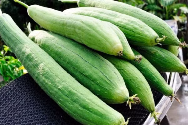 Mướp có tên khoa khọc là Luffa aegyptiaca, trong dân gian còn gọi là ti qua, bố qua, thiên lạc ti, miến dương qua, thô qua. Theo dinh dưỡng học hiện đại, cứ mỗi 100 gr quả mướp chứa 95,1 gr nước, 0,9 gr protit, 0,1 gr lipit, 3 gr gluxit, 0,5 gr xenlulozo, 18 mg canxi,...