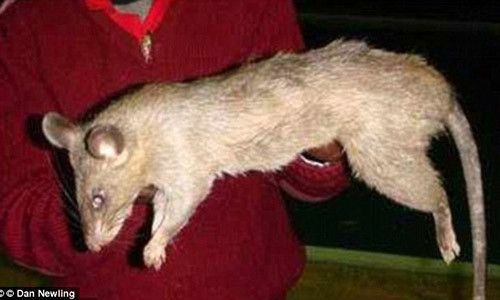 Be 3 thang tuoi chet thuong tam vi bi chuot an thit