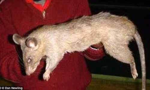 Be 3 thang tuoi chet thuong tam vi bi chuot an thit