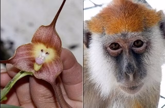 Loài lan đặc biệt này được đặt tên vào năm 1978, bởi nhà thực vật học Luer. Hoa phong lan “Tôn Ngộ Không”, mặt khỉ có thể nở vào bất cứ mùa nào thay vì nở một mùa nhất định như các loài lan khác.