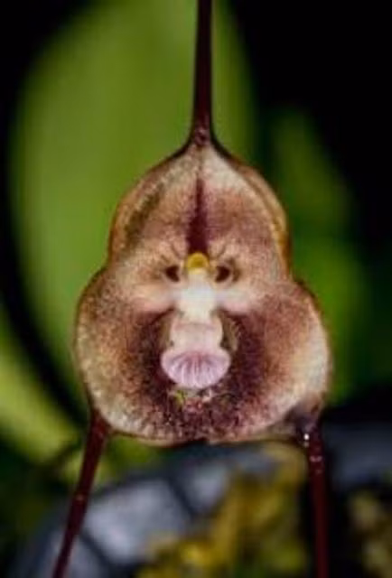 Được biết, loài phong lan này thường được tìm thấy trong các khu rừng nhiệt đới cao hơn 2.000m so với mặt nước biển ở Peru và Ecuador. Chúng có thể bám trên thân cây cổ thụ, hốc đá, vách đá treo leo. Chính vì thế, để hái được một cụm lan “Tôn Ngộ Không”, mặt khỉ không phải là điều đơn giản. Có lẽ vì hiếm nên loài hoa này có giá lên đến hàng nghìn USD/giỏ. Thậm chí có giỏ lên đến cả chục nghìn đô, nên loài lan này còn có thêm cái tên nữa là “Lan quý tộc”, hay “Lan nhà giàu”.