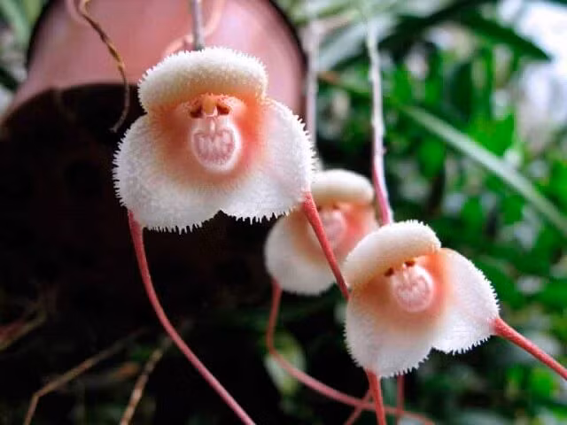 "Gia đình " lan "khỉ" trắng hồng trông rất ngộ nghĩnh, khiến người xem vô cùng thích thú.