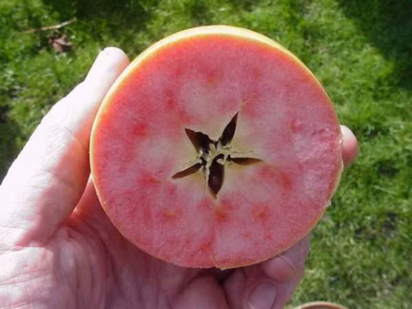 Thưởng thức loại táo hồng đặc biệt này ngon nhất khi bạn thái mỏng hoặc ăn kèm với phomat.