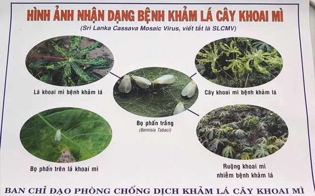 Benh la va nguy hiem: Kham la mi lay lan chong mat o Tay Ninh